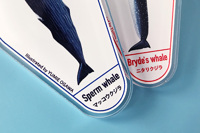 10種類のクジラを鮮明に描いたアクリルモーテルキー
